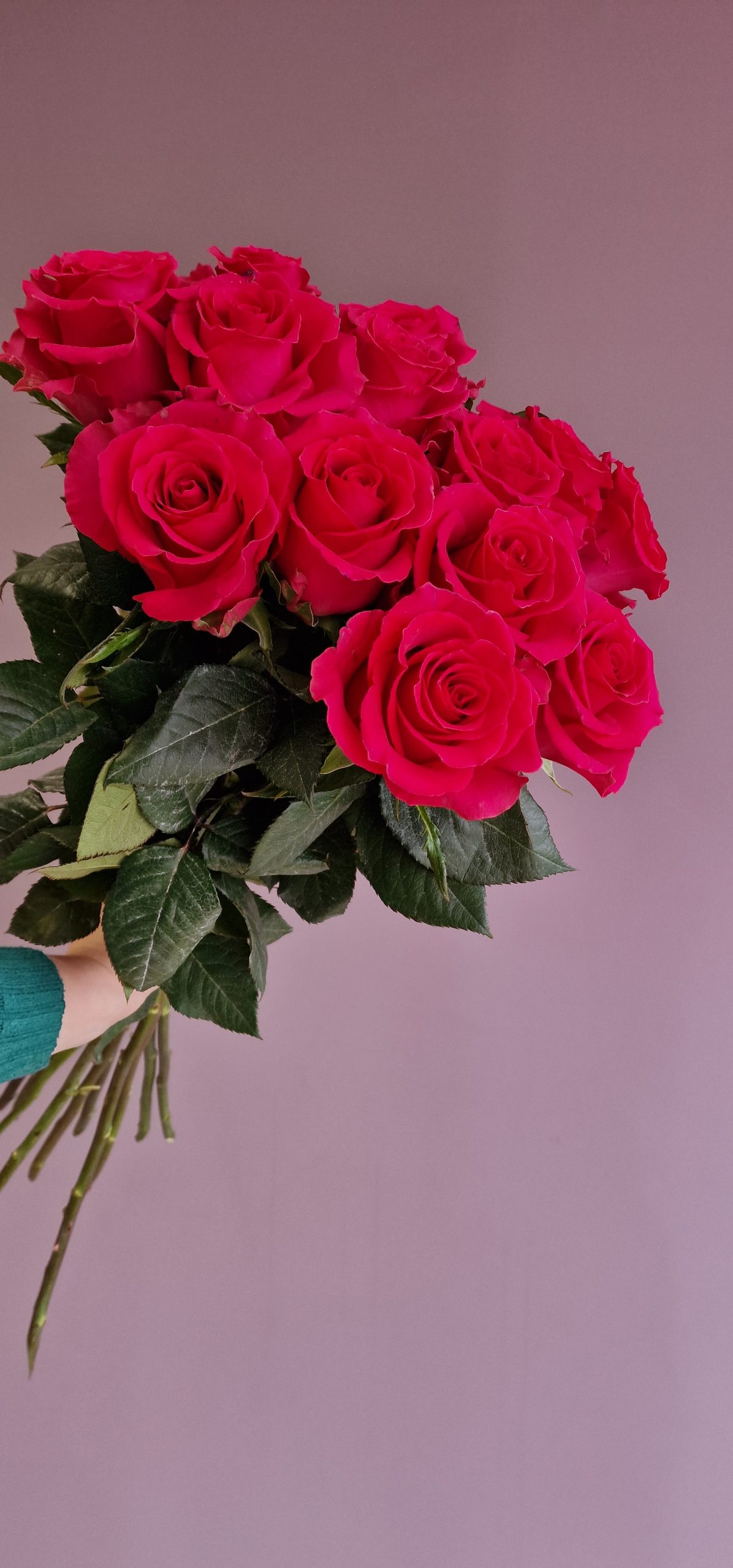 Rūžavos ilgos rožės (premium kokybė)