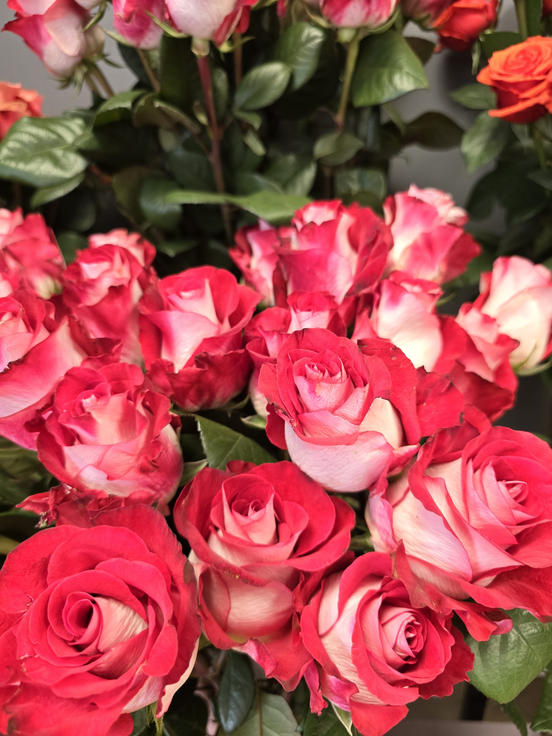 Balto/Raudono atspalvio rožės (Premium kokybė)
