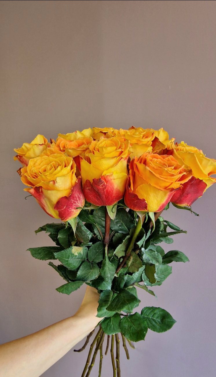 Oranžinės ilgos rožės (premium kokybė)